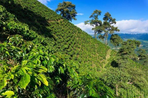 世界十大著名咖啡豆产地，最好的咖啡豆产区(附2023年最新排行榜前十名单)