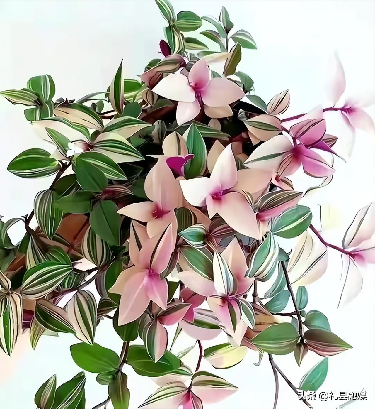 最耐阴的十大漂亮植物(10种最怕太阳暴晒的花)插图2