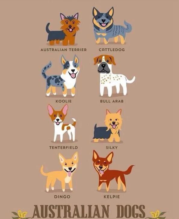世界名犬品种大全(世界名犬图片大全排行)插图11