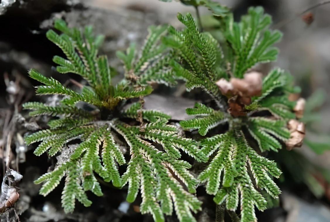 卷柏是什么植物(不死草卷柏晒干后遇水又复活)插图3