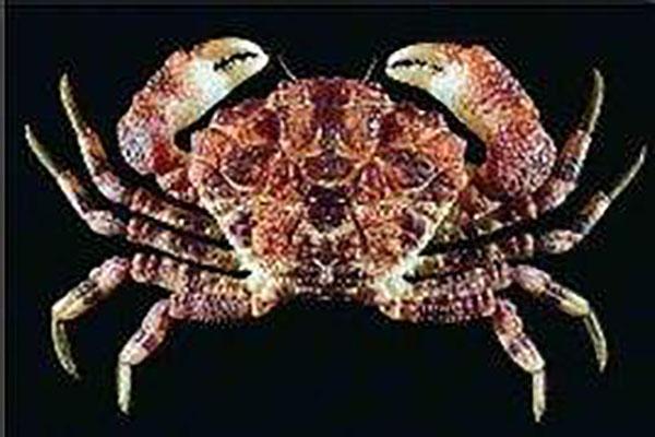 世界十大最毒的螃蟹(毒蟹最强的10种螃蟹)插图4