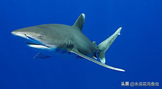 世界十大最危险的鲨鱼(最危险的鲨鱼之一)插图2