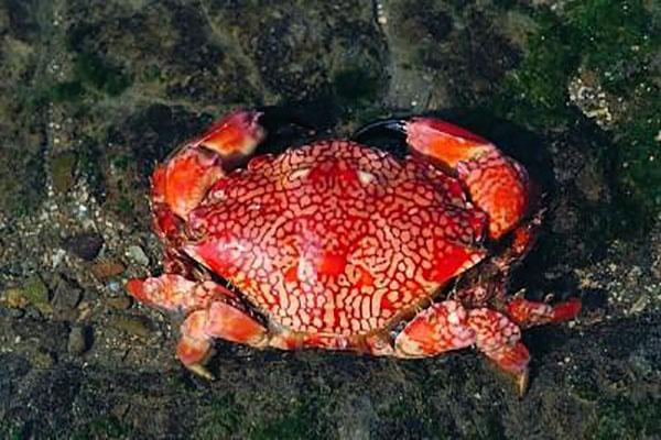 世界十大最毒的螃蟹(毒蟹最强的10种螃蟹)插图1