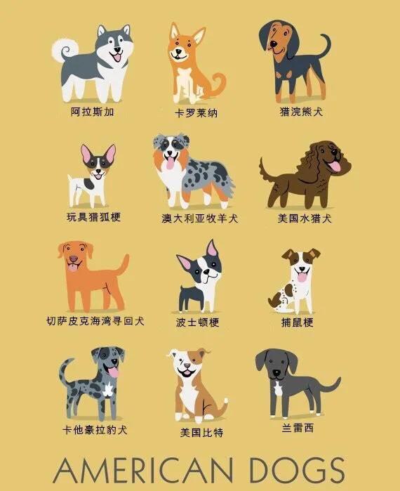 世界名犬品种大全(世界名犬图片大全排行)插图9