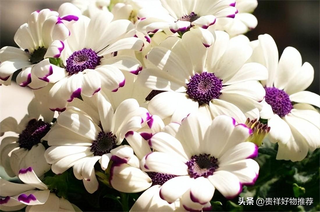 十大最香的耐寒的花(10种耐寒冬天不冻死的花卉)插图5