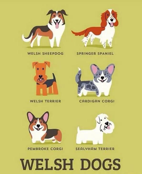 世界名犬品种大全(世界名犬图片大全排行)插图10
