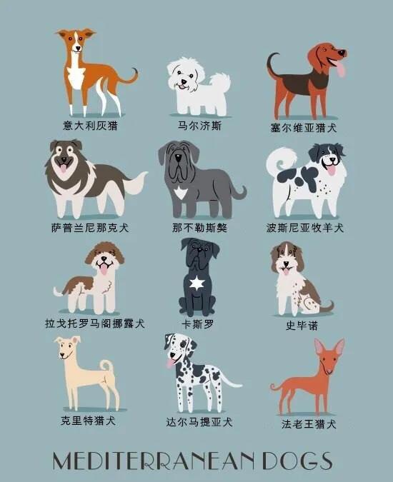 世界名犬品种大全(世界名犬图片大全排行)插图5