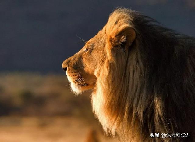 狮子为什么是最臭的动物(世界公认臭不可闻的3种动物)插图