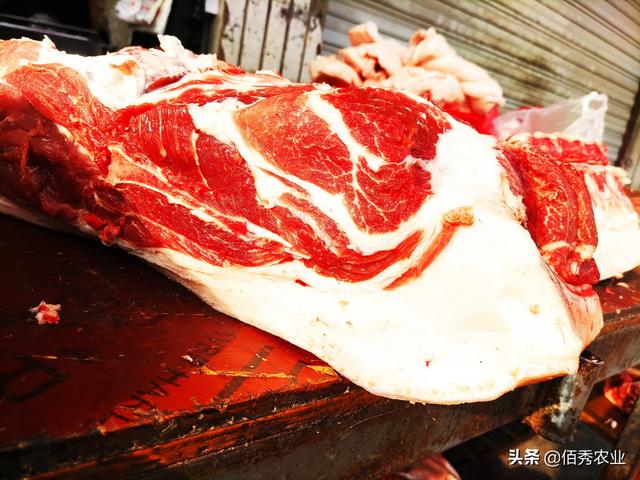 中国十大黑猪品种排名(中国目前养殖的猪品种)插图4