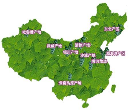中国葡萄十大产区(葡萄品种中国)插图1