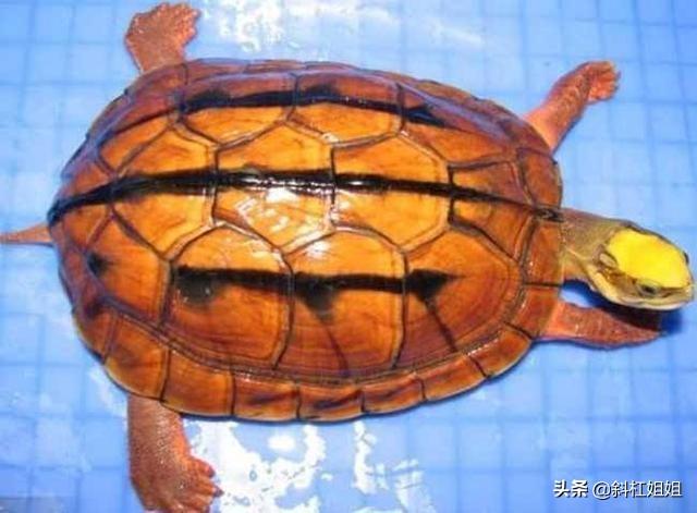 世界十大著名水龟(十大最便宜最漂亮的龟)插图3