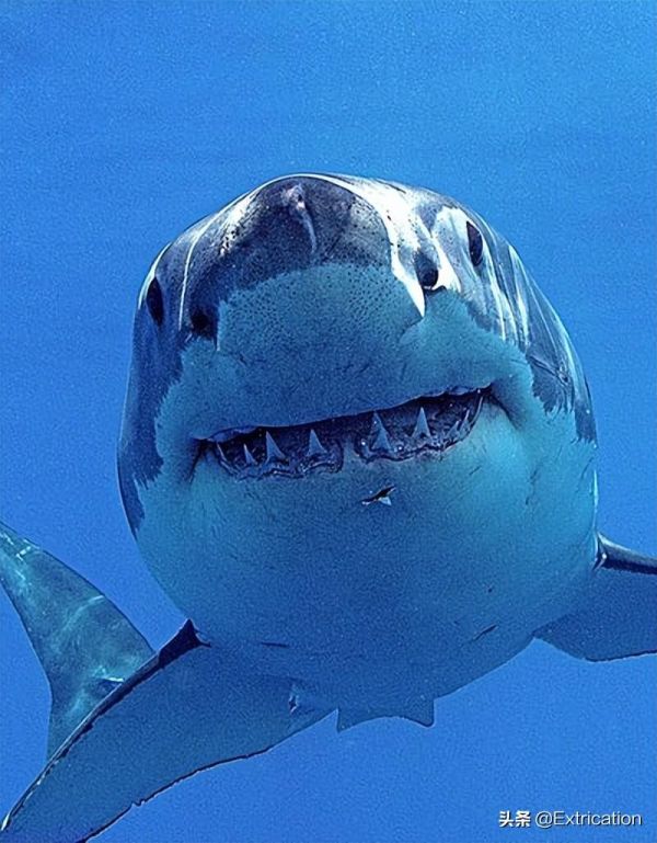 世界历史十大最大的鲨(-有史以来最大的十种鲨鱼)插图6