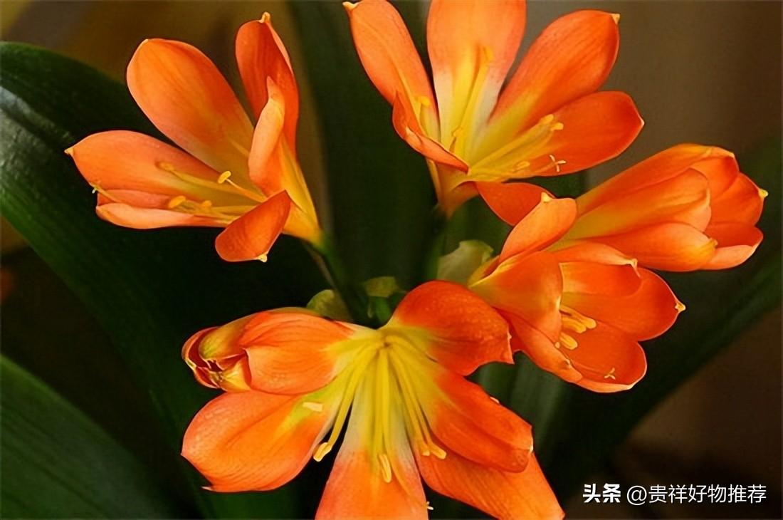 十大最香的耐寒的花(10种耐寒冬天不冻死的花卉)插图8