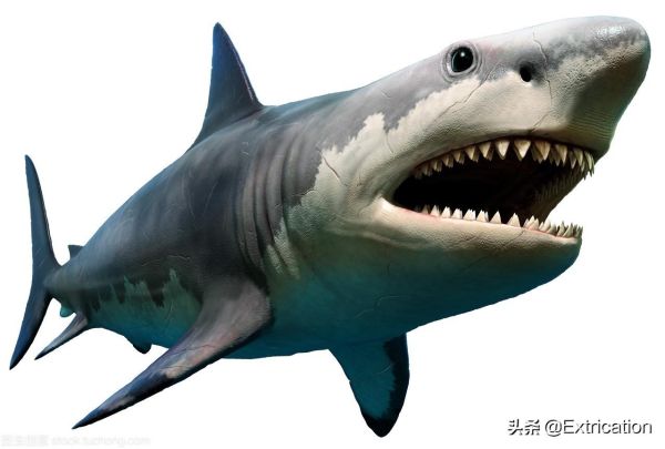 世界历史十大最大的鲨(-有史以来最大的十种鲨鱼)插图9
