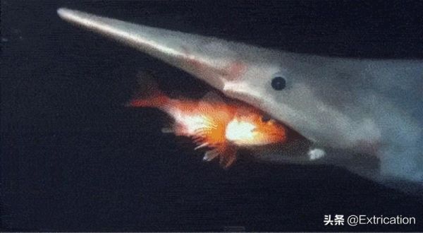 世界历史十大最大的鲨(-有史以来最大的十种鲨鱼)插图