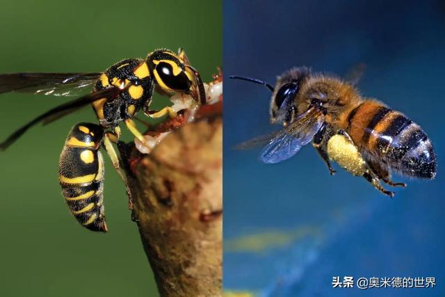 世界上十大最厉害的蜂(世界十大食人蜂)插图18