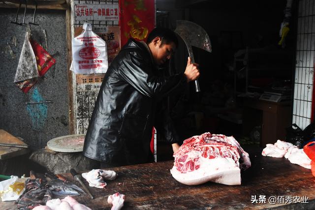 中国十大黑猪品种排名(中国目前养殖的猪品种)插图