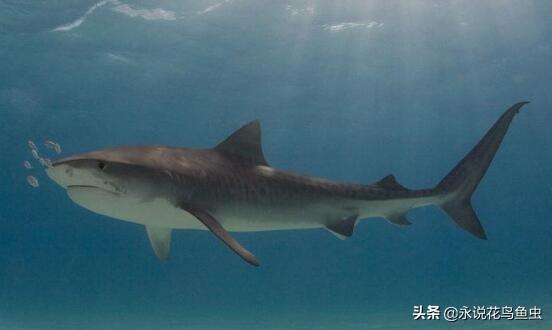 世界十大最危险的鲨鱼(最危险的鲨鱼之一)插图1