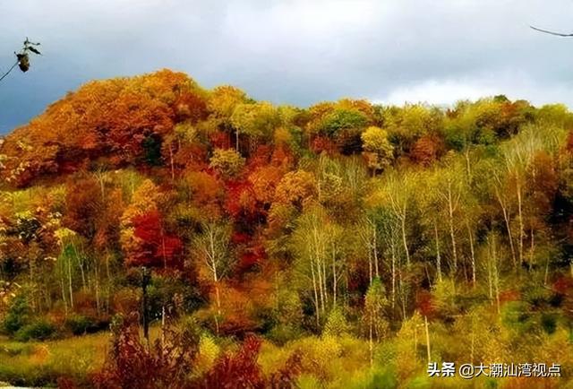 中国最美十大森林排行榜(中国最美自然景观)插图1