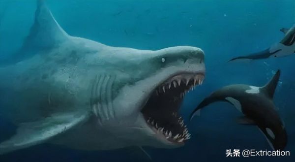 世界历史十大最大的鲨(-有史以来最大的十种鲨鱼)插图1
