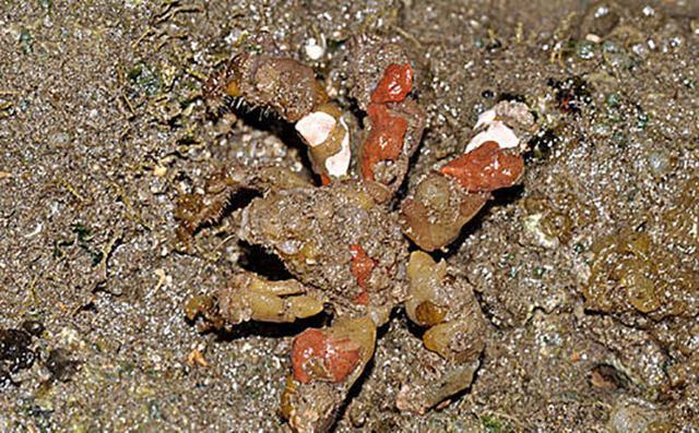 世界十大最毒的螃蟹(毒蟹最强的10种螃蟹)插图9