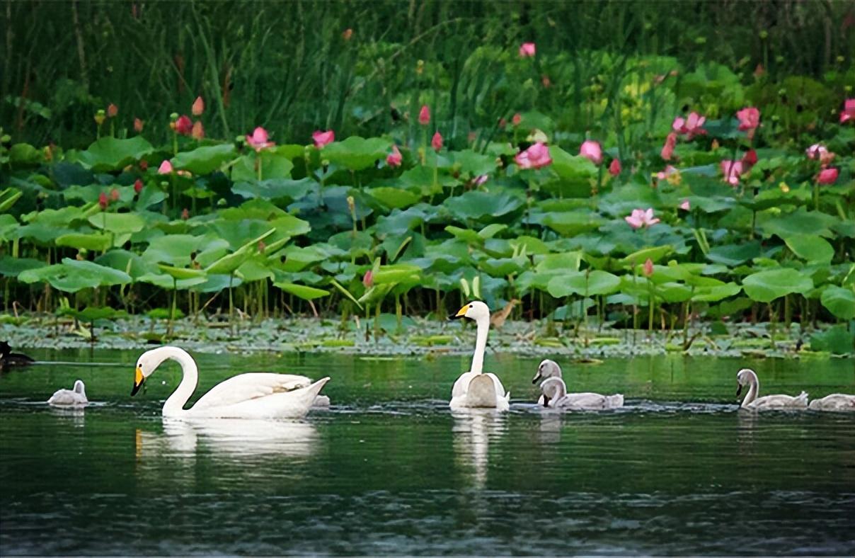 龙湾湿地公园天鹅湖图片