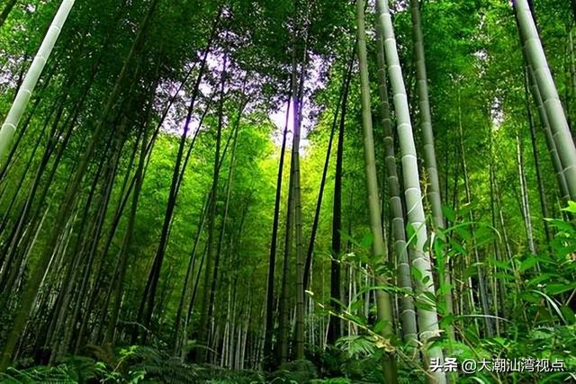 中国最美十大森林排行榜(中国最美自然景观)插图9