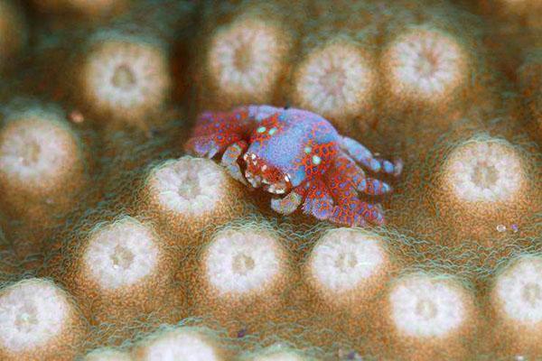 世界十大最毒的螃蟹(毒蟹最强的10种螃蟹)插图6