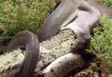 世界十大最出名的蟒蛇(世界上最大的蟒蛇真实视频)插图1