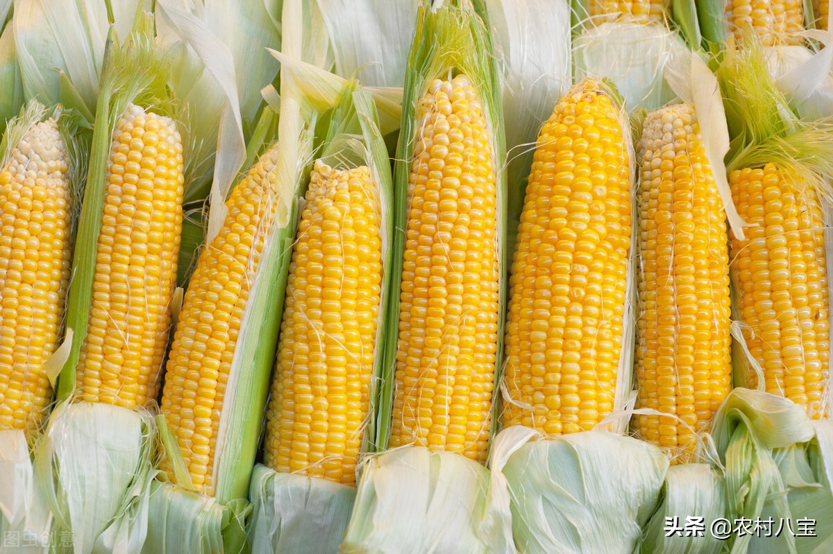 玉米种子排名前10(中国10个最好的高产玉米品种)插图3