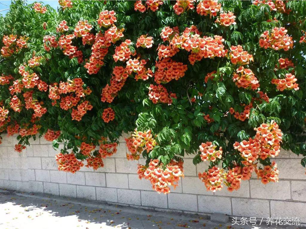 十大没用橙色植物(十种开橙色花的植物你喜欢哪个)插图8