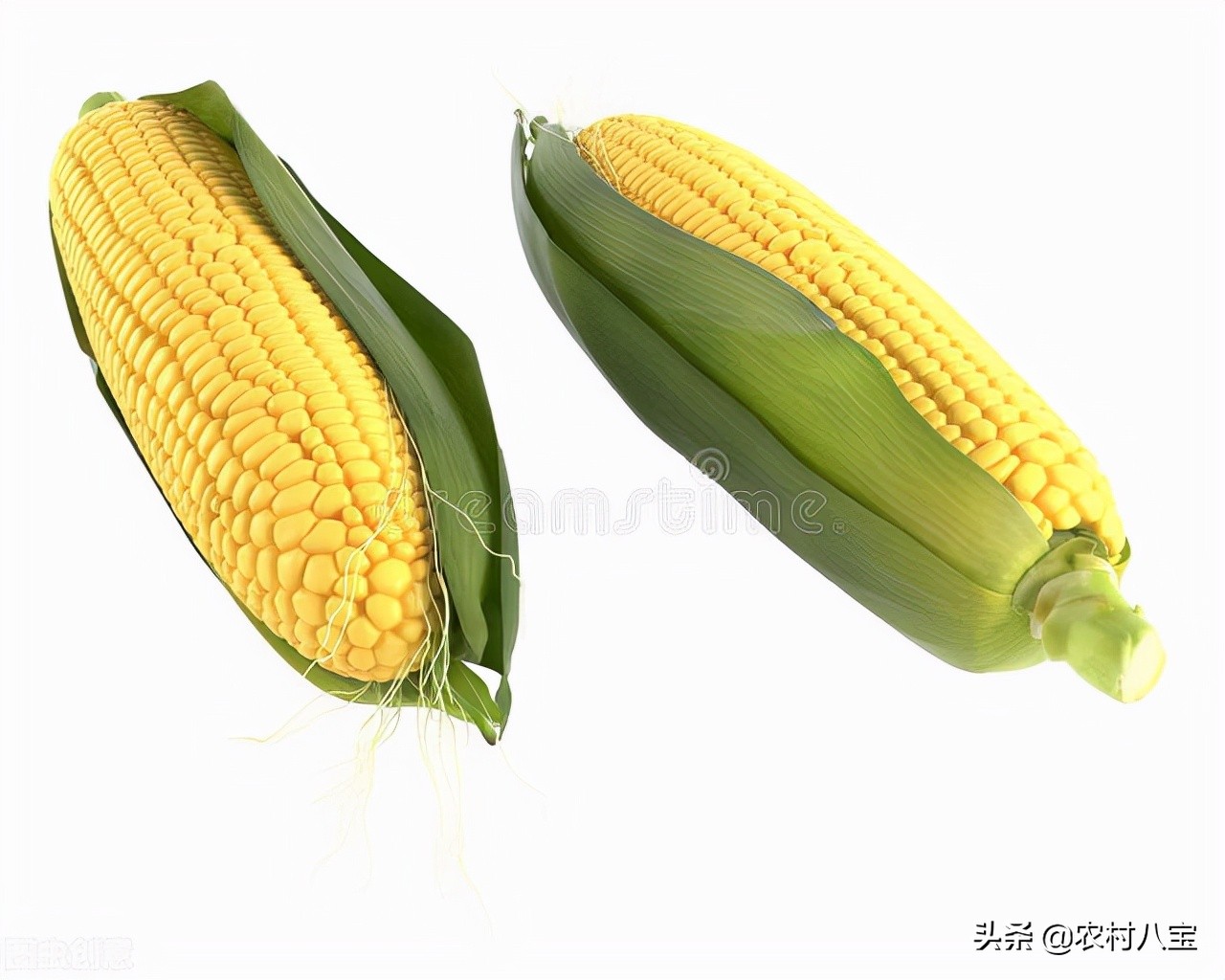 玉米种子排名前10(中国10个最好的高产玉米品种)插图4