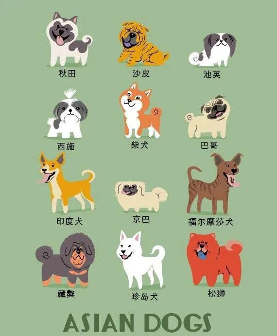 世界名犬品种大全(世界名犬图片大全排行)插图2