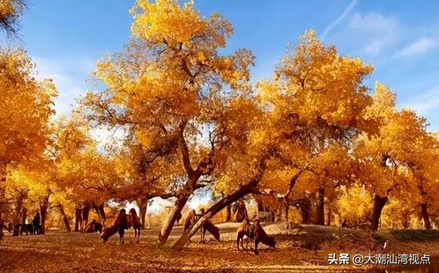 中国最美十大森林排行榜(中国最美自然景观)插图5