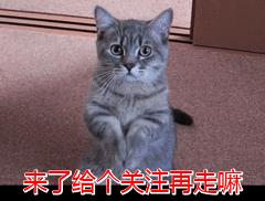 十大放心猫粮国产(品牌猫粮第一名)插图7