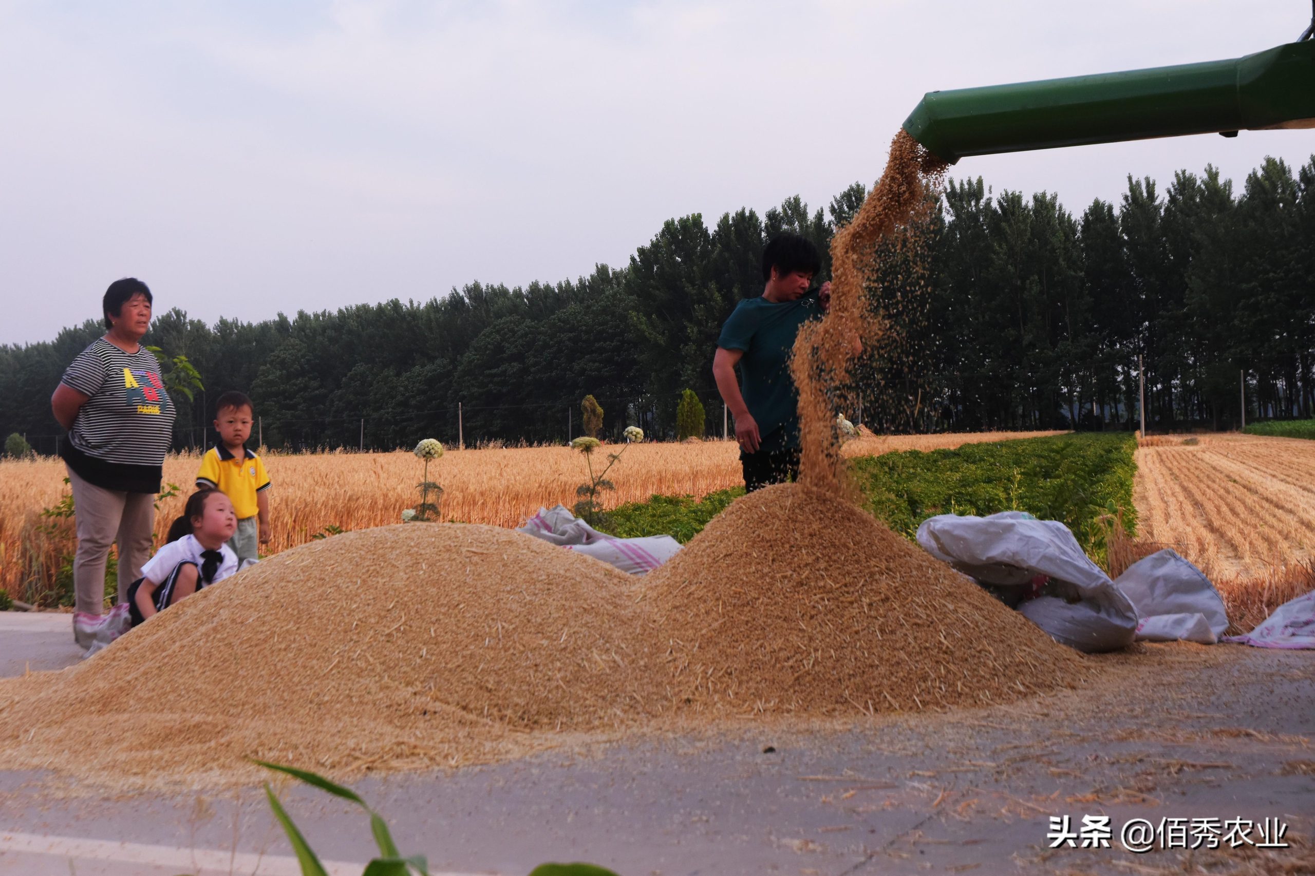 小麦和水稻的区别(产量少的小麦为何价格也很低)插图