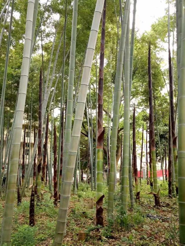 竹子是生长速度最快的植物为什么(居然是世界上生长速度最快的植物)