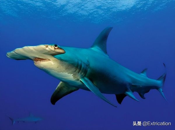 世界历史十大最大的鲨(-有史以来最大的十种鲨鱼)插图3
