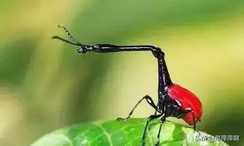世界上十大最奇怪昆虫(奇怪又恐怖的昆虫)插图6