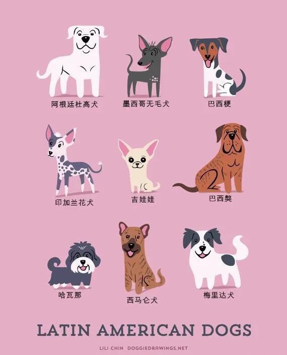 世界名犬品种大全(世界名犬图片大全排行)插图6
