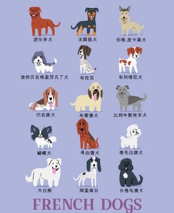 世界名犬品种大全(世界名犬图片大全排行)插图3