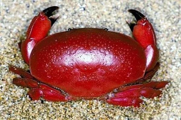 世界十大最毒的螃蟹(毒蟹最强的10种螃蟹)插图3