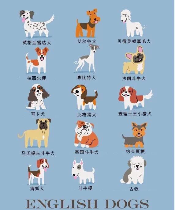 世界名犬品种大全(世界名犬图片大全排行)插图1