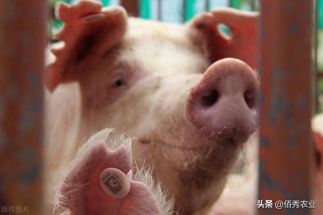 中国十大黑猪品种排名(中国目前养殖的猪品种)插图1