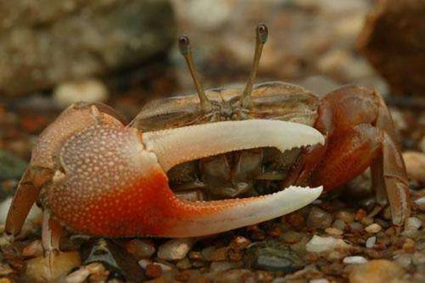 世界十大最毒的螃蟹(毒蟹最强的10种螃蟹)插图7
