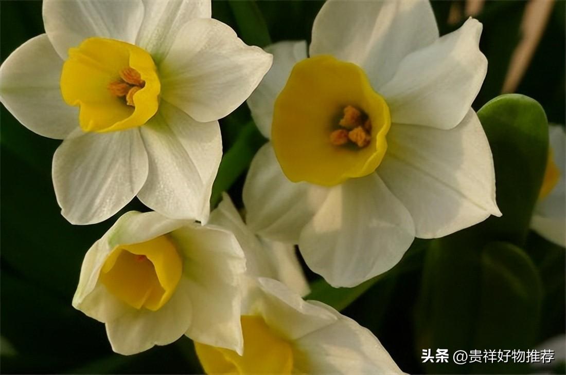 十大最香的耐寒的花(10种耐寒冬天不冻死的花卉)插图7