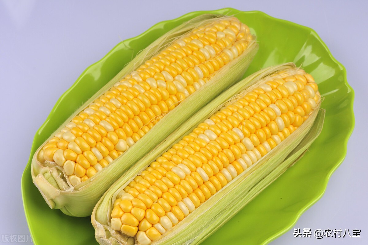 玉米种子排名前10(中国10个最好的高产玉米品种)插图1
