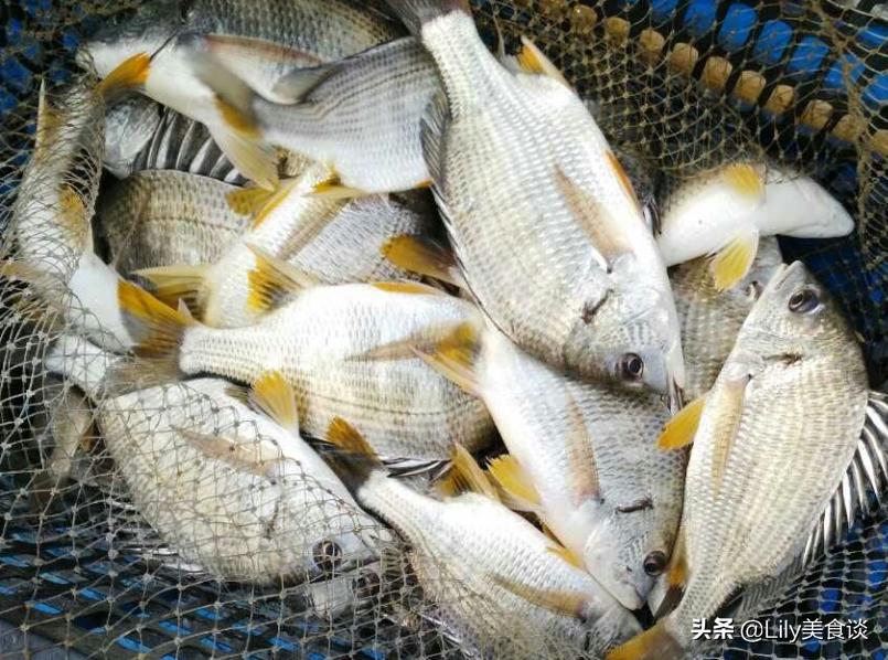 吃什么鱼最干净安全，中国最好吃的鱼排行榜(附2023年最新排行榜前十名单)