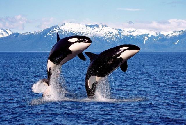 抹香鲸和虎鲸哪个更厉害(座头鲸和虎鲸哪个厉害)插图1
