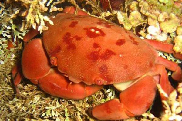 世界十大最毒的螃蟹(毒蟹最强的10种螃蟹)插图2